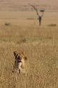 098 Tanzania, N-Serengeti, leeuw